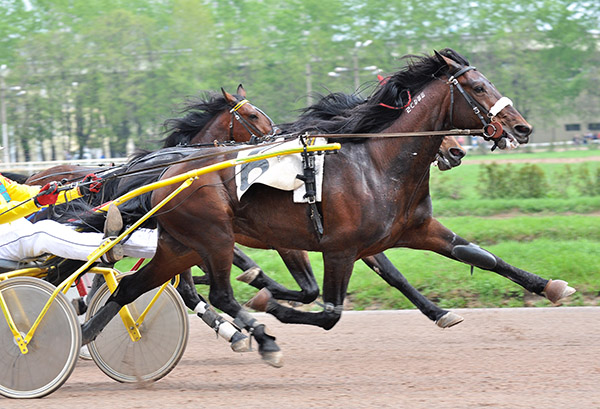 Brown horse on racetrack